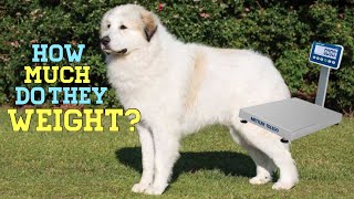 How much do Great Pyrenees weight [upl. by Faunie831]