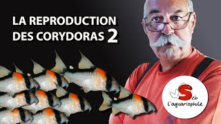 La reproduction des corydoras 2  avec Jean Michel  ✔ [upl. by Lopez728]