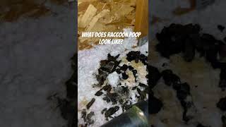 What Does Raccoon Poop Look Like raccoon poop raccoons [upl. by Aduh]