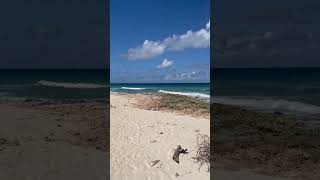 Beach  Cayman Life [upl. by Redan]