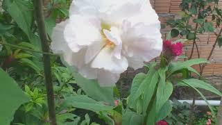 Hibiscus mutabilis rosa louca  muda de cor durante o dia 🌺🤔 [upl. by Kellyn82]