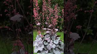 🌹¹⁸☆ Saxifragales •¹⁴ Saxifragaceae ▪︎ Heuchera villosa ‘Silver Gum Drop’ Observed in Description [upl. by Stan]