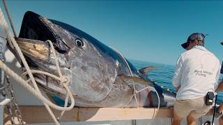 MASSIVE 10ft Tuna We Broke a Record Commercial Bluefin Tuna Fishing [upl. by Willcox]