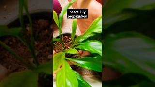 Peace lily propagation🥰gardening nature plants flowers shorts youtube oneplanet garden [upl. by Langdon]