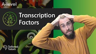 Transcription Factors  A Level Biology Revision  AQA [upl. by Ylekalb]