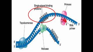 Enzymes of DNA Replication and Synthesis [upl. by Thisbe]