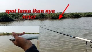 spot lama gak di pancing ikan nya gak ketulungan neternyamancingikanbelanak [upl. by Rahcir]