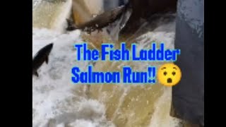 The Fish Ladder Salmon Run salmonrun nature fishing livestream [upl. by Annor377]