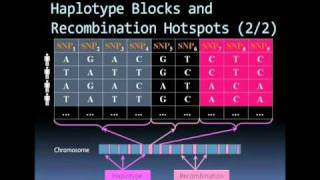 Microarray based SNP genotyping [upl. by Bodkin]