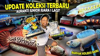 JUARA LAGI UPDATE SEMUA KOLEKSI IKAN CHANNA TERBARU BOS BOS QU YANG ADA DIGALLERI [upl. by Ahsyat]