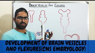 BRAIN VESICLES AND FLEXURES DEVELOPMENT  CNS EMBRYOLOGY [upl. by Elburt]