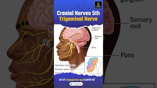 Trigeminal Nerve Cranial Nerve V trigeminalnerve nerve nervensystem testpaperlive shortvideo [upl. by Anemix]