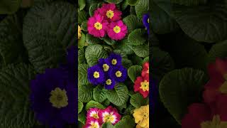 Primula Evie Blooms in Stunning Colors  TimeLapse Magic primula multicolors colorfulflowers [upl. by Hamilah]