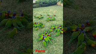 parrots birds birdsounds canarybirdsinging singingbirds birdphotography [upl. by Johannah]