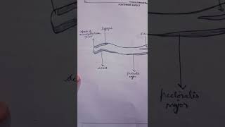 Clavicle posterior aspect chemistry anatomy drawing medicalbiology biology anatomysimplified [upl. by Merrilee]