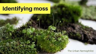 Identifying Moss [upl. by Ferde]