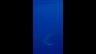 When Will you See the Most Whales on Maui [upl. by Neill]