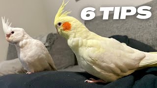 6 Tips On How To Teach Your Bird To Step Up [upl. by Brandise]