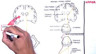 Introduction to Upper and Lower Motor Neuron Lesions [upl. by Ahsiakal78]