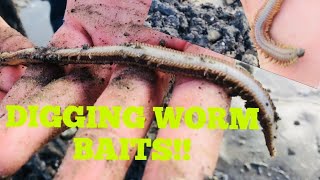 DIGGING WORM BAITS Lugworm  ragworm  white ragworm [upl. by Aes726]