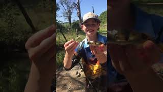 Fishing nsw australia lurefishing hopefullywegetthatjack toadfish [upl. by Walliw241]