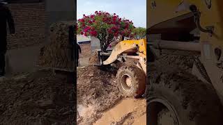 Loader transplanting potted roses process [upl. by Henricks348]