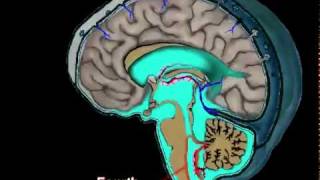 Cerebrospinal Fluid Circulationflv [upl. by Friede]