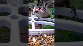 Ladderbacked Woodpecker visits ladderbackedwoodpecker [upl. by Nesyaj]