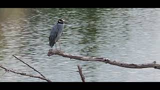 Smaller Heron Hangs Out on the Branch [upl. by Elsie]