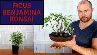 Making a Clump Style Ficus Benjamina Bonsai from Nursery Stock [upl. by Duval963]