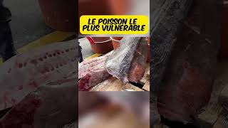 le poisson lune geant food cuisine streetfood streetcuisine gastronomique nourriture [upl. by Allets]