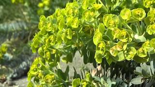 Euphorbia myrsinites [upl. by Rasure]