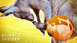 What’s Inside A Kangaroo’s Pouch [upl. by Stedmann]