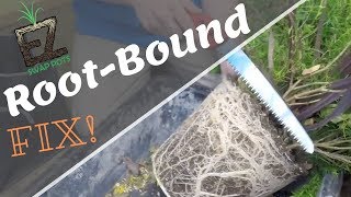 Trimming Roots of Potted Plants 101 RootBound [upl. by Ran962]