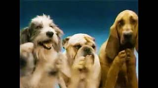 clapping dogs  gif to video [upl. by Kaycee614]