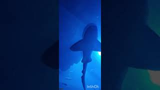 Dubai Aquarium amp Underwater Zoo  Smiling Stingray fish  Batoidea  Cownose Ray [upl. by Ative]