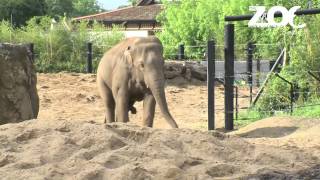 Bull elephant meets his new herd for the first time [upl. by Durstin165]