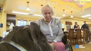 Mini potbellied pigs love on Alzheimers patients [upl. by Levania]