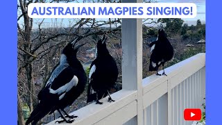 Australian Magpies Singing 😍 National Anthem Listen it’s an Unbelievable SOUND magpie bird [upl. by Imrots]