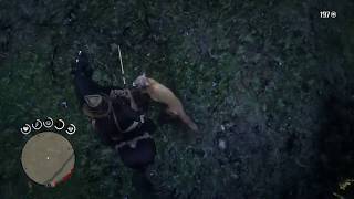 RDR2  Testing The Bravery Of Arabians Black Arabian vs Cougar [upl. by Eniamrahc66]