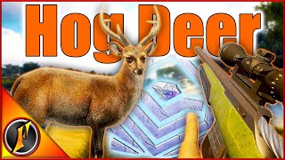 Diamond Hog Deer with the 22250  Hunting Missing Diamonds [upl. by Rozalie]