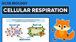 Cellular Respiration  GCSE Biology [upl. by Mercado244]