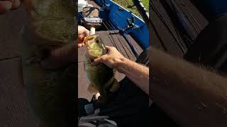 FROGGIN🔥fishing bass topwaterfishing [upl. by Klinges]