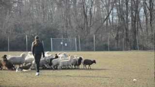 Stella 3rd time herding sheltie [upl. by Neyrb]