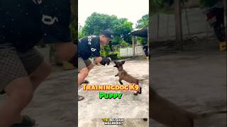 🔥 K9 Puppy Training dog k9dogtraining pettraining malinois belgianmalinois [upl. by Vick]