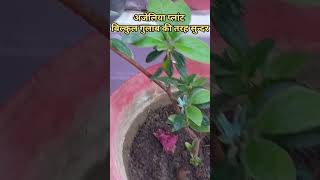 Azalea Plant CareRight time to Grow Azalea Plant [upl. by Lrad486]