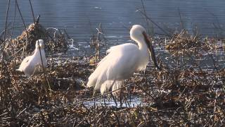 Grande Aigrette et Goéland brun [upl. by Wivinah432]