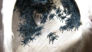 RETRIEVING AND TRANSFERRING THE AVICULARIA VERSICOLOR SLINGS [upl. by Ahseym]