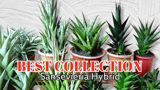 quotBEST COLLECTIONquot Sansevieria Hybrid  SANSE mania [upl. by Luapleahcim]