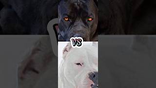 CANE CORSO VS DOGO ARGENTINOPITBULLROTTWEILERDOBERMANMOST MUSCULAR DOG BREED [upl. by Aicak]